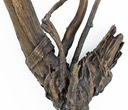 meadowdance-detail