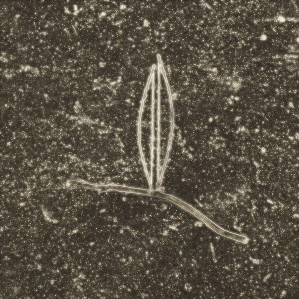 SPIRITGRAPH # 11