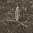 SPIRITGRAPH # 11