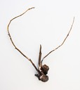 WINDDRIFTER Bronze 26x 22x 6.2009